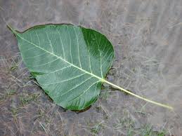 Peepal Tree Significance